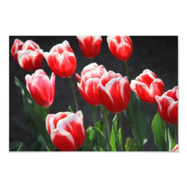 Tulpen, rot und weiß fotodruck (Vorne)