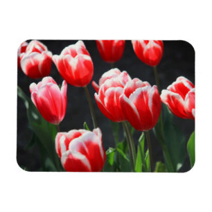 Tulpen, rot und weiß magnet