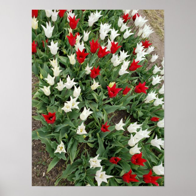 Tulpen, rot und weiß poster (Vorne)