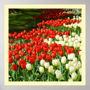 Tulpen, rot und weiß poster