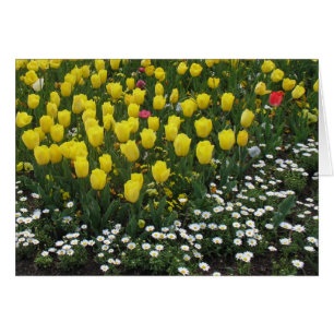 Tulpen, Stiefmütterchen, Molsen