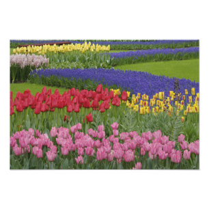 Tulpen-, Traubenhyazinthen- und Fotodruck