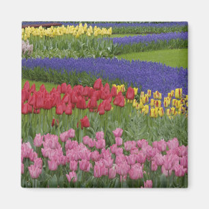 Tulpen-, Traubenhyazinthen- und Magnet