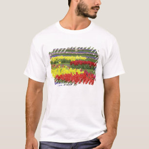 Tulpen, Traubenhyazinthen und Narzissen, 2 T-Shirt