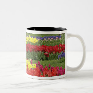 Tulpen, Traubenhyazinthen und Narzissen, 2 Zweifarbige Tasse