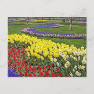 Tulpen, Traubenhyazinthen und Narzissen, Postkarte