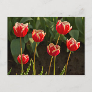 Tulpen, Tulpenfest, Woodburn, Oregon, USA 1 Postkarte
