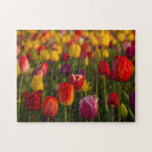 Tulpen, Tulpenfest, Woodburn, Oregon, USA 2