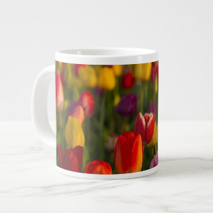 Tulpen, Tulpenfest, Woodburn, Oregon, USA 2 Jumbo-Tasse
