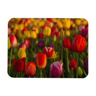 Tulpen, Tulpenfest, Woodburn, Oregon, USA 2 Magnet