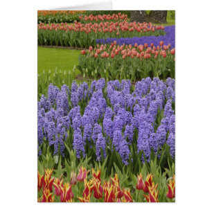 Tulpen- und Hyazinthen-Garten, Keukenhof-Gärten,
