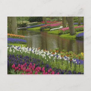 Tulpen- und Hyazinthen-Garten, Keukenhof-Gärten, 2 Postkarte