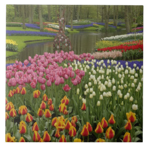 Tulpen- und Hyazinthen-Garten, Keukenhof-Gärten, Fliese