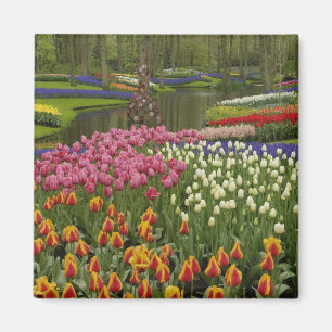 Tulpen- und Hyazinthen-Garten, Keukenhof-Gärten, Magnet