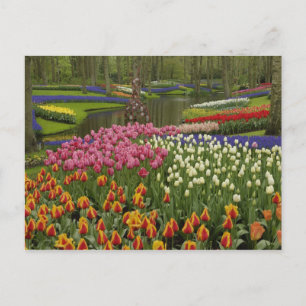Tulpen- und Hyazinthen-Garten, Keukenhof-Gärten, Postkarte
