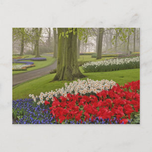 Tulpen und Narzellen, Keukenhof Gardens, Postkarte