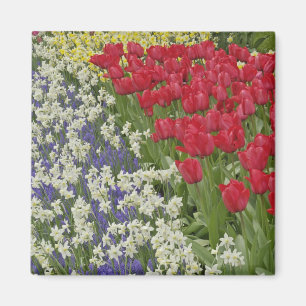 Tulpen- und Narzissengarten, Keukenhof-Gärten, Magnet