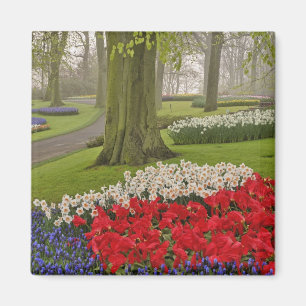 Tulpen und Osterglocken, Keukenhof-Gärten, Magnet