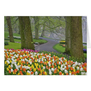 Tulpen und Straße, Keukenhof-Gärten, Lisse,