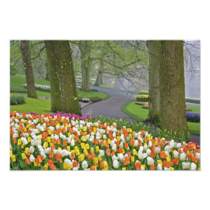 Tulpen und Straße, Keukenhof-Gärten, Lisse, Fotodruck