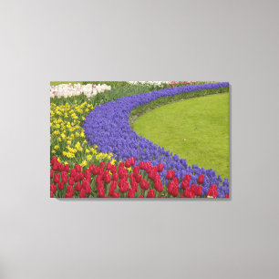 Tulpen- und Traubenhyazinthen- und Narzissengarten Leinwanddruck