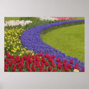 Tulpen- und Traubenhyazinthen- und Narzissengarten Poster