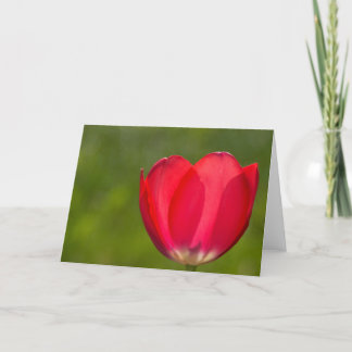 Tulpen und Tulpen Karte
