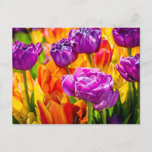 Tulpen verzaubernd 12a postkarte