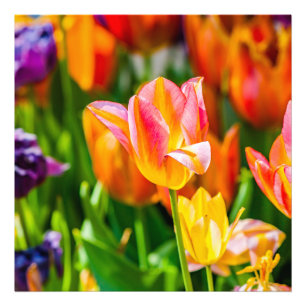 Tulpen Verzaubernd 17 Fotodruck