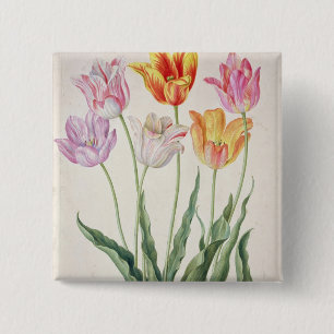 Tulpen, vom "NassauFlorilegium" (w/c auf pape Button