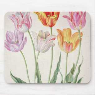 Tulpen, vom "NassauFlorilegium" (w/c auf pape Mousepad