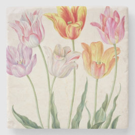 Tulpen, vom "NassauFlorilegium" (w/c auf pape Steinuntersetzer
