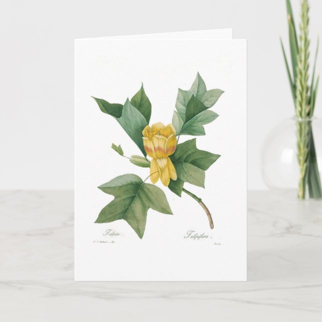 Tulpenbaum Karte (Vorderseite)
