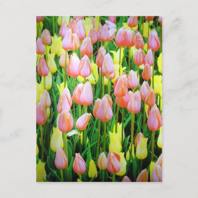 TulpenBlume Postkarte (Vorderseite)