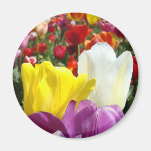 Tulpenblumen Magnet Bunte Fügen Sie Ihren Text hin