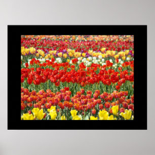 Tulpenblumenfestival Fine Art Drucke