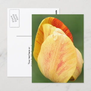 Tulpenblüten-Blumenfotografie Personalisiert Postkarte