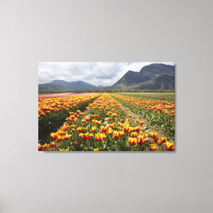 Tulpenfarm in der Nähe von Agassiz, British Columb Leinwanddruck
