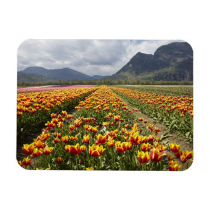 Tulpenfarm in der Nähe von Agassiz, British Columb Magnet