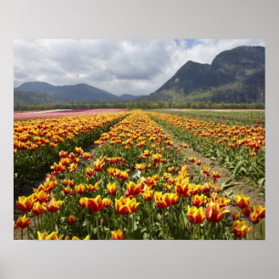 Tulpenfarm in der Nähe von Agassiz, British Columb Poster
