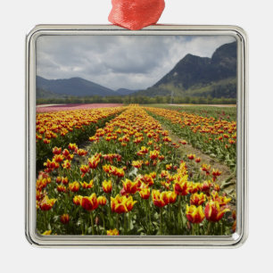 Tulpenfarm in der Nähe von Agassiz, British Columb Silbernes Ornament