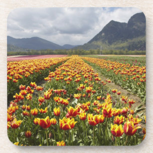 Tulpenfarm in der Nähe von Agassiz, British Columb Untersetzer