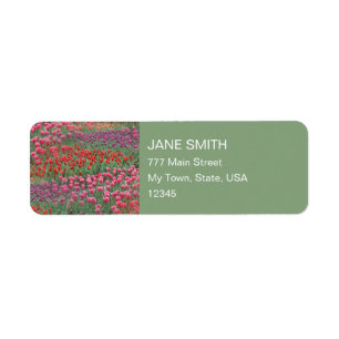 Tulpenfeld