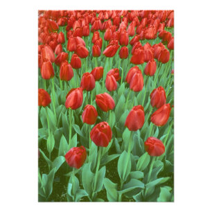 Tulpenfeld blüht im Frühling. Fotodruck