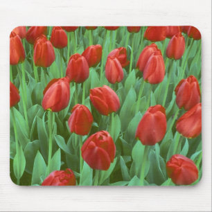 Tulpenfeld blüht im Frühling. Mousepad