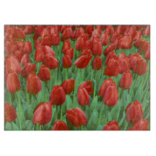Tulpenfeld blüht im Frühling. Schneidebrett
