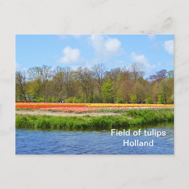 Tulpenfeld in den Niederlanden Postkarte (Vorderseite)