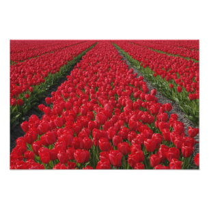 Tulpenfeld, Niederlande, Holland Fotodruck