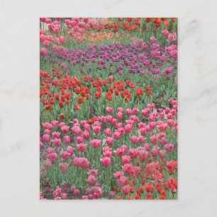Tulpenfeld Postkarte