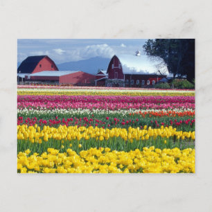 Tulpenfeld Postkarte